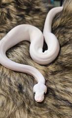 Blue eyed lucy (bel) het albino, Slang, Tam, 0 tot 2 jaar