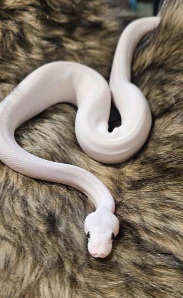 Blue eyed lucy (bel) het albino beschikbaar voor biedingen