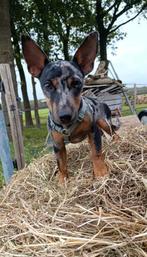 Lieve pincher x Jack Russel reu, Rabiës (hondsdolheid), 15 weken tot 1 jaar, Reu, Eén hond