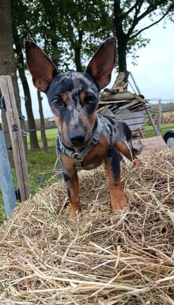 Lieve pincher x Jack Russel reu beschikbaar voor biedingen