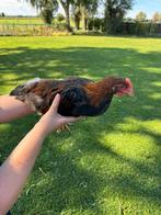 Hanen deels welsumer, Dieren en Toebehoren, Pluimvee, Meerdere dieren, Kip