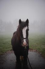 De allerliefste en braafste (kinder)pony, Ruin