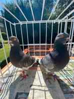 Birmingham Rollers, Dieren en Toebehoren, Vogels | Duiven, Meerdere dieren, Tuimelaar of Roller