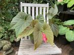 Stippen plant begonia kamerplant, Ophalen, Overige soorten, Halfschaduw, Minder dan 100 cm
