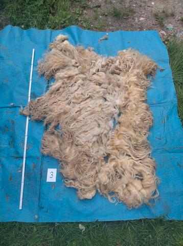 Ruwe vacht 3 mergellandschaap beschikbaar voor biedingen