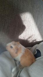 Cavia, Dieren en Toebehoren, Knaagdieren, Cavia, Mannelijk, Tam, Oktober