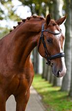3-jarige betrouwbare ruin aangeboden, Dieren en Toebehoren, Paarden, Gechipt, Ruin, Zadelmak, 3 tot 6 jaar