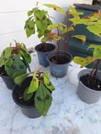 Persicaria virginiana 'Filiformis'  te koop, Ophalen of Verzenden, Zomer, Vaste plant, Halfschaduw