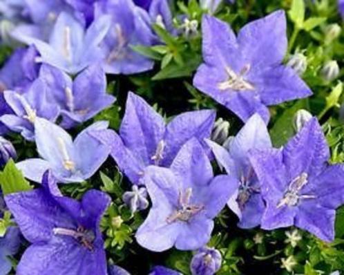 Platycodon grandiflora Sentimental Blue, Tuin en Terras, Bloembollen en Zaden, Zaad, Voorjaar, Halfschaduw, Ophalen of Verzenden