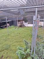 Manderijn eenden, Dieren en Toebehoren, Pluimvee