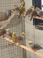 Ruime keuze uit allerlei kanaries, Meerdere dieren, Kleurkanarie