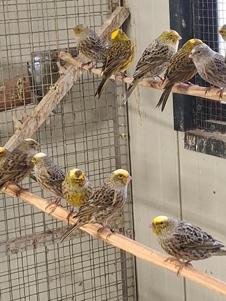 Ruime keuze uit allerlei kanaries, Dieren en Toebehoren, Vogels | Kanaries, Kleurkanarie, Meerdere dieren