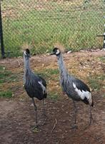 Koppel grijze kroonkraanvogels, Dieren en Toebehoren, Pluimvee, Meerdere dieren, Overige soorten
