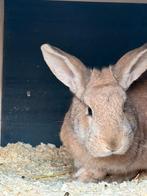 Kruising hangoor voedsters, Dieren en Toebehoren, Konijnen, Vrouwelijk, Hangoor