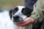 Mag ik jouw maatje zijn? Domino., Dieren en Toebehoren, Particulier, Rabiës (hondsdolheid), Buitenland, Teef
