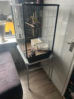 Twee parkieten te koop, Dieren en Toebehoren, Vogels | Parkieten en Papegaaien, Meerdere dieren, Papegaai