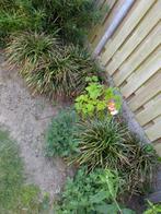 7 x leliegras, Tuin en Terras, Planten | Tuinplanten, Volle zon, Vaste plant, Zomer, Ophalen