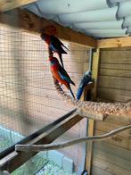 Pennantrosella, Meerdere dieren, Parkiet