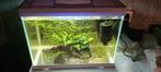Aquarium met 3 dwergklauw kikkertjes, Dieren en Toebehoren, Ophalen, Zo goed als nieuw