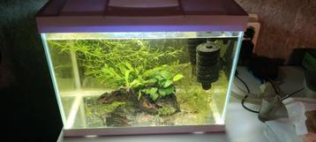 Aquarium met 3 dwergklauw kikkertjes  beschikbaar voor biedingen