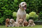*labradoodle  pups bij dierenpension *, Dieren en Toebehoren, Nederland, CDV (hondenziekte), 8 tot 15 weken, Meerdere