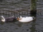Kwaker eenden | Jonge Hollandse Kwakers in veel kleuren, Dieren en Toebehoren, Meerdere dieren, Eend