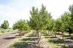 Herfstactie bomen planten – nu leverbaar!, Tuin en Terras, Planten | Bomen, Ophalen