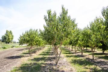 Herfstactie bomen planten – nu leverbaar! beschikbaar voor biedingen