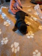 Yorkshire terrier pups, Dieren en Toebehoren, Yorkshire Terriër, Reu, 8 tot 15 weken, Meerdere