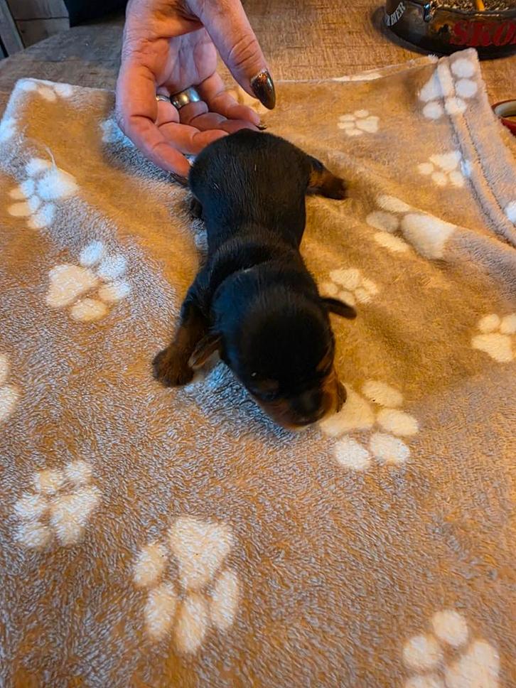 Yorkshire terrier pups, Dieren en Toebehoren, Honden | Jack Russells en Terriërs, Reu, Yorkshire Terriër, Particulier, Meerdere