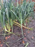 Herfst prei, Ophalen, Volle zon