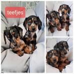 Dwerg teckel pups, Dieren en Toebehoren, Honden | Teckels en Dashonden, 8 tot 15 weken, Korthaar, Dwerg, CDV (hondenziekte)