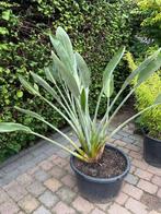 Strelitzia reginae Paradijsvogel plant, Huis en Inrichting, Kamerplanten, Ophalen, 100 tot 150 cm, Overige soorten, Halfschaduw