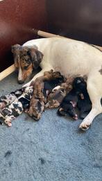Jack Russel Pups, Dieren en Toebehoren, Rabiës (hondsdolheid), 8 tot 15 weken, Meerdere, Meerdere dieren
