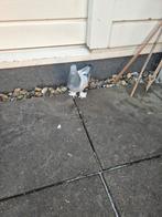 Gratis, Dieren en Toebehoren, Vogels | Duiven