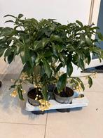 3 x Ardisia Crenata - Koraalbes plant, Tuin en Terras, Overige soorten, Vaste plant, Ophalen of Verzenden, Bloeit niet