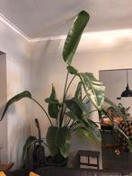Grote Paradijsvogelplant (Strelitzia nicolai), Huis en Inrichting, Kamerplanten, Ophalen, 200 cm of meer, Palm, Halfschaduw