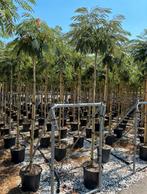 Albizia perzische slaapboom in verschillende soorten, Ophalen of Verzenden, Zomer, Volle zon, Overige soorten