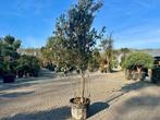 Meerstammige steeneik natuurlijke groeivorm ( Quercus ilex), 250 tot 400 cm, Zomer, Volle zon, In pot
