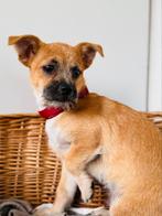 Mix x boemer pups, Reu, CDV (hondenziekte), 8 tot 15 weken, Meerdere