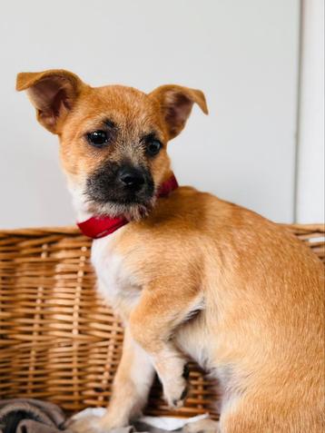 Mix x boemer pups beschikbaar voor biedingen
