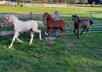 Welsh veulens., Dieren en Toebehoren, Pony's, Hengst, C pony (1.27m tot 1.37m), Onbeleerd, Gechipt