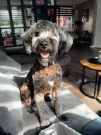 Een liefdevol thuis gezocht voor Woezel, Dieren en Toebehoren, Reu, CDV (hondenziekte), 1 tot 2 jaar, Eén hond