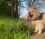 Chow Chow dekreu  NIET TE KOOP, Dieren en Toebehoren, Particulier, Rabiës (hondsdolheid), 1 tot 2 jaar, Reu