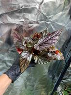 Begonia Benigo Pink - Prachtige kamerplant!, Tuin en Terras, Overige soorten, Vaste plant, Ophalen of Verzenden, Bloeit niet