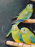 Jonge Turquoisine parkieten, Dieren en Toebehoren, Vogels | Parkieten en Papegaaien, Vrouwelijk, Parkiet