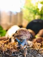 Archachatina marginata suturalis, Ophalen, Nieuw