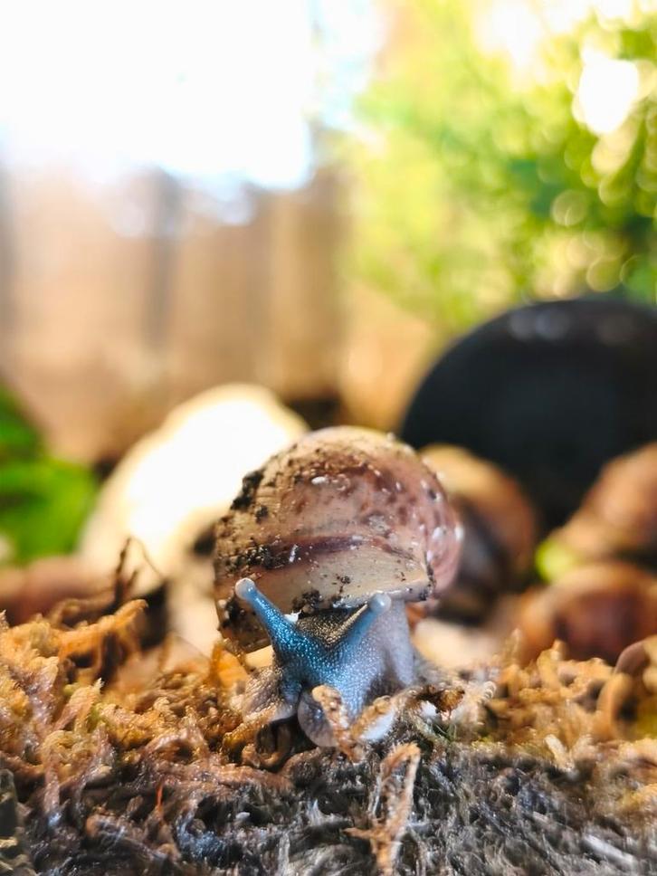 Archachatina marginata suturalis, Dieren en Toebehoren, Reptielen en Amfibieën | Toebehoren, Nieuw, Ophalen