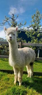Drachtige alpaca merrie Belle (5jr), Dieren en Toebehoren, Mei, Vrouwelijk