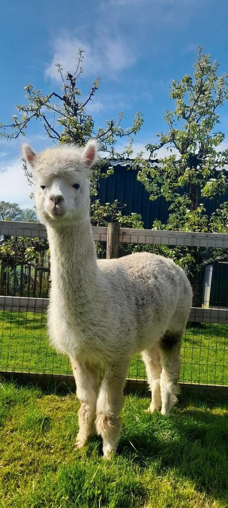 Drachtige alpaca merrie Belle (5jr), Dieren en Toebehoren, Overige Dieren, Vrouwelijk, Mei